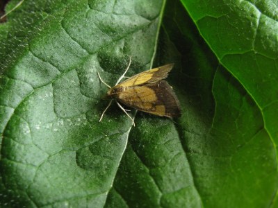 <i>Evergestis limbata</i>