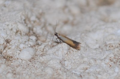 Coptotriche marginea