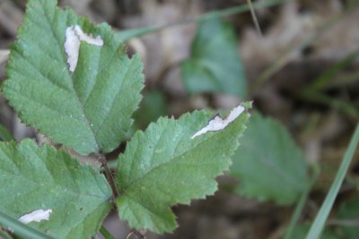 Coptotriche marginea