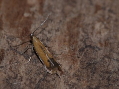 Coptotriche marginea