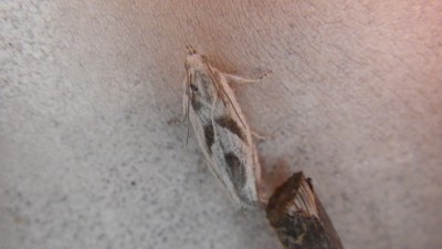 Eucosma metzneriana