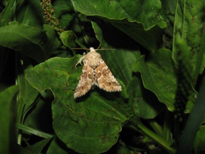 Noctuelle jaunâtre 