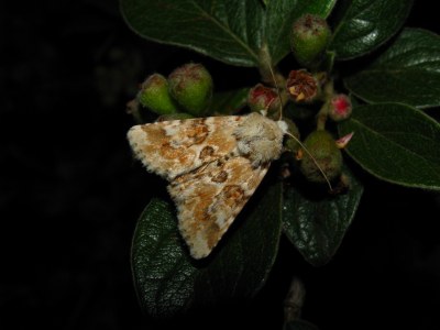 Eremobia ochroleuca