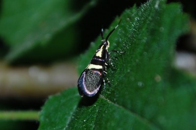 <i>Dasycera oliviella</i>