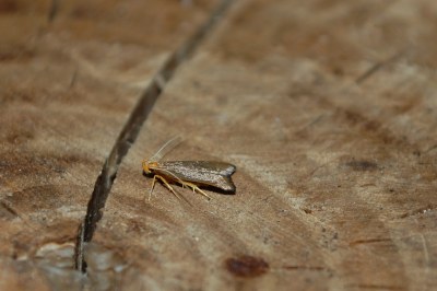<i>Eurodachtha pallicornella</i>