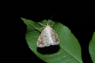 Evergestis pallidata