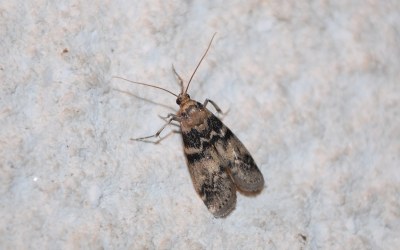 Euzophera pinguis