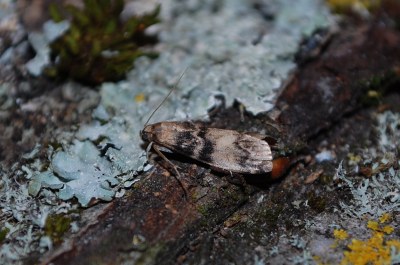 Euzophera pinguis