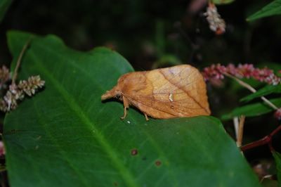 Euthrix potatoria