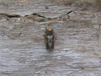 <i>Eudemis profundana</i>