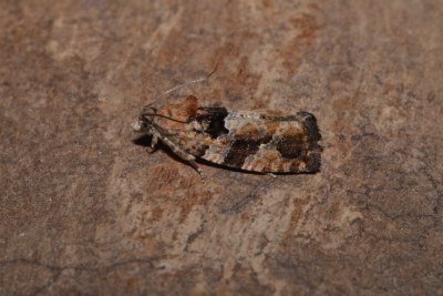 <i>Eudemis profundana</i>