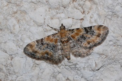 Eupithecia pulchellata