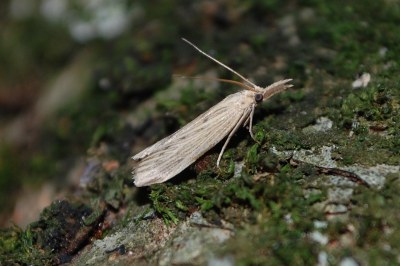 <i>Ematheudes punctella</i>