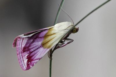 Noctuelle purpurine  (<i>Eublemma purpurina</i>)