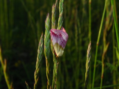 Eublemma purpurina