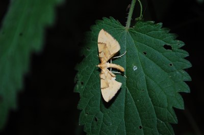 <i>Gandaritis pyraliata</i>