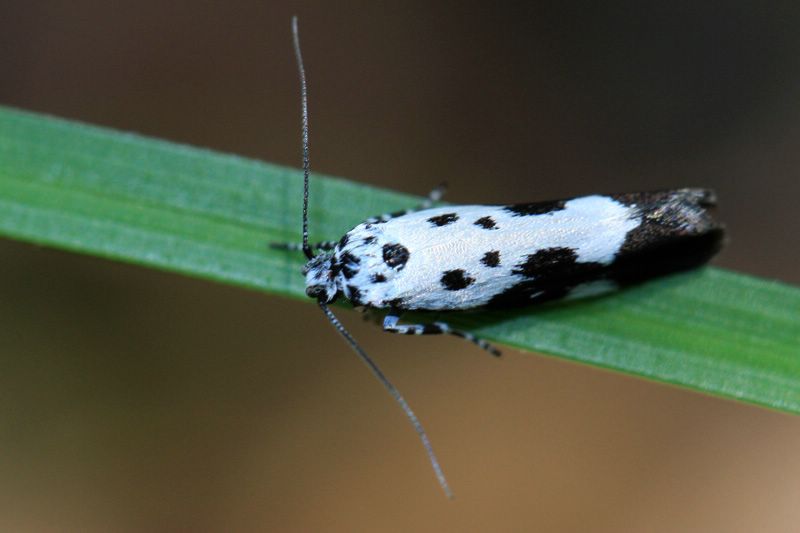 Ethmia quadrillella