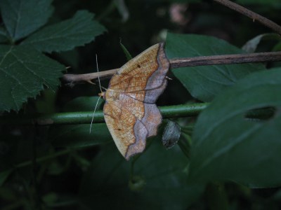 Epione marginée 