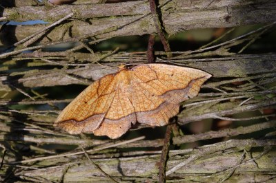 Epione repandaria