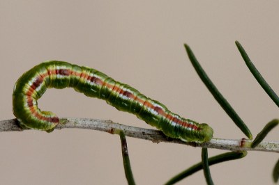 Eupithécie des balais 
