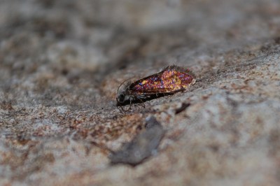 <i>Dyseriocrania subpurpurella</i>