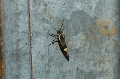 <i>Esperia sulphurella</i>