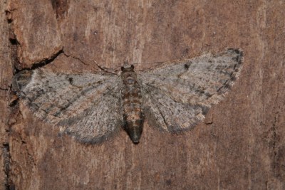 Eupithecia tenuiata