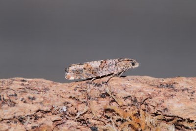 <i>Epinotia tetraquetrana</i>