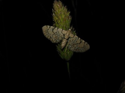 Eupithecia venosata