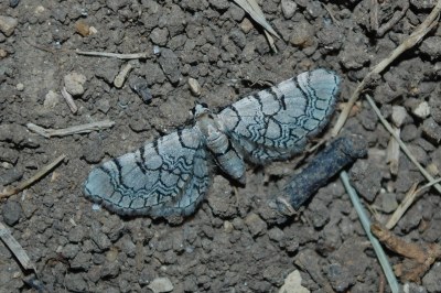Eupithécie veinée 