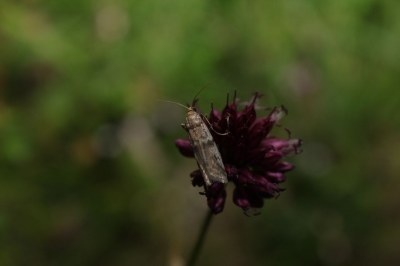 <i>Ephestia welseriella</i>