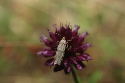<i>Ephestia welseriella</i>