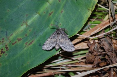 Crénelée  (<i>Gluphisia crenata</i>)