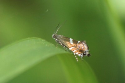 <i>Glyphipterix forsterella</i>
