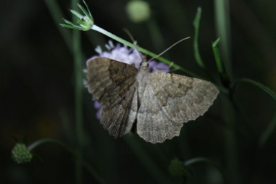 Gnophos ténébreuse  (<i>Gnophos furvata</i>)
