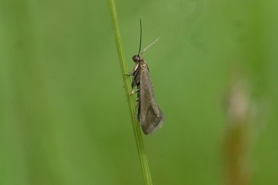 Glyphipterix fuscoviridella