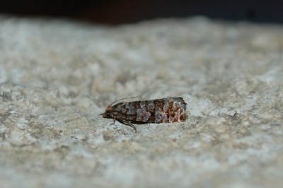 <i>Gravitarmata margarotana</i>