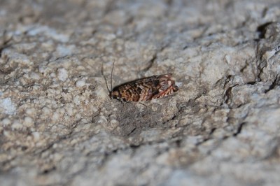 <i>Gypsonoma minutana</i>