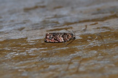 <i>Gypsonoma minutana</i>