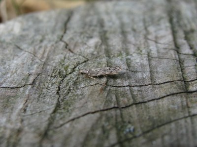 Gelechia muscosella