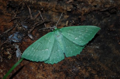 Geometra papilionaria