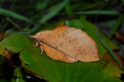 Gastropacha populifolia