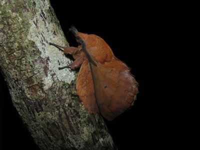 Gastropacha quercifolia