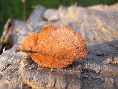Gastropacha quercifolia