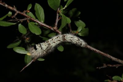 Gastropacha quercifolia