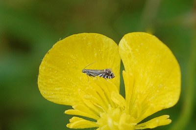 <i>Glyphipterix simpliciella</i>