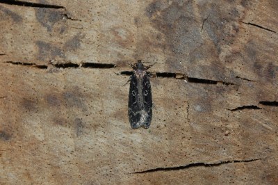 <i>Gelechia sororculella</i>