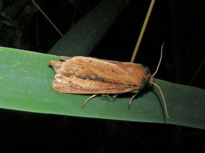 <i>Globia sparganii</i>
