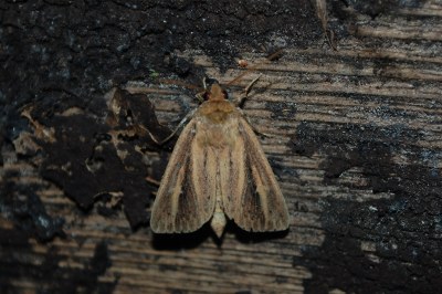 <i>Globia sparganii</i>