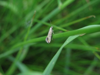 <i>Glyphipterix thrasonella</i>